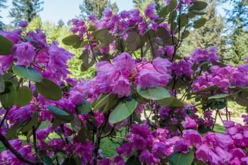 A view of a pink Rhododendron Oriculare flowers in Federal Way, Washington.
