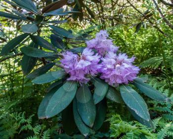 A view of a clluster of blooming purple Rhododendron  flowers.
