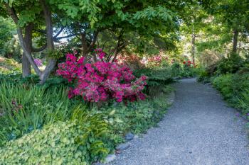 Red Azaleas brighten up the scenery near a walking path in Seatac, Washington.