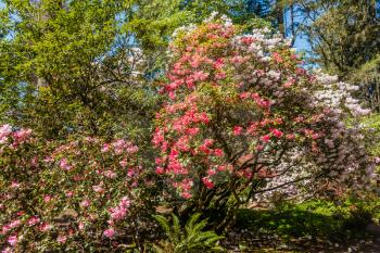 A view of multi-colored Rhododendron blossoms.