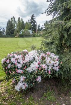 A view of a pink and white Rhododendron bush.