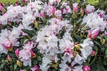 A macri shot of a white and pink Rhododendron bush.