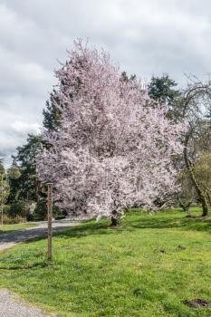 Aview of a glorious Cherry tree in full bloom. Locaton is Seatac, Washington.