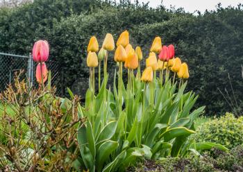 Closeup shot of blooming Tulips in Spring.