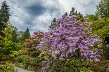 A veiw of a glorious tree with purple flowers in a Seattle garden.