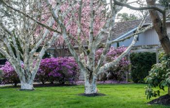 Two white trees grow in fron of purple, and pink Spring flowers in the Pacific Northwest.