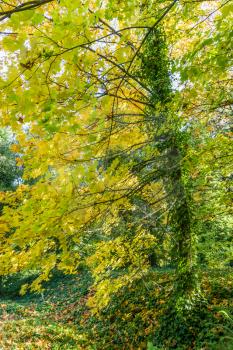 Yellow autumn leaves adorn branches of a tree in Seatac, Washington.