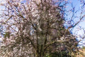 White spring blossoms at a botanical garden in Seatac, Washington.