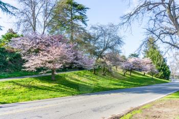 Trees on a grassy slope near Lake Washington are in full bloom.