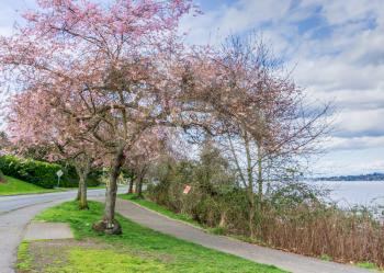 A view of blooming cherry trees ling the street by Lake Washington in Seattle.
