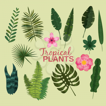 Set tropical leaves plant vector tropic leaf foliage palm or banana tree in jungle exotic monstera and fern