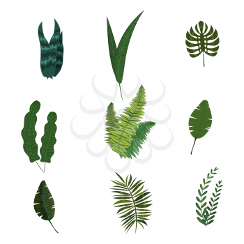 Set of tropical leaves flora jungle