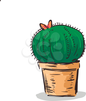 Drawing of cactus plant vector or color illustration
