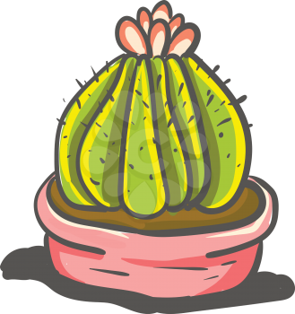 Mammillary cactus with flower vector or color illustration