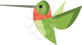 A green Colibri bird vector or color illustration