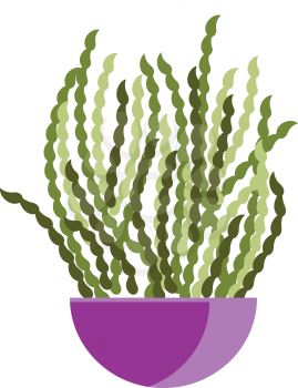 Spiral plants on purple pot vector or color illustration