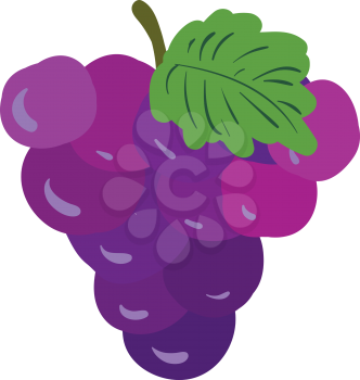 Clipart of a bunch of grapes with a small stalk and a green colored leaf vector color drawing or illustration 