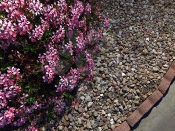 Small purple flowers bush pattern background pink and stones