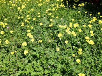 Bright yellow Wildflowers in meadow with green plants in sunshine blooming