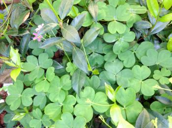 Clover plant three leaf lucky Irish and purple flower for good luck
