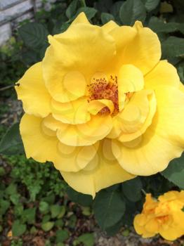 Large bright yellow rose flower bush close up