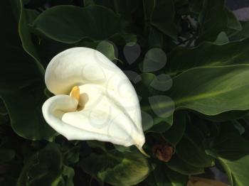 white calla lily beauty shot on a sunny day