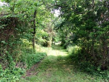 Green trees secret pathway in summer sun