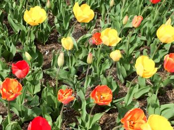 orange yellow tuplis close up in spring bloom