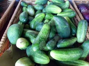 small cucumbers in basket for sale farmers marketplace