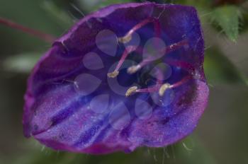 Flower of purple viper's bugloss (Echium plantagineum). Valverde. El Hierro. Canary Islands. Spain.