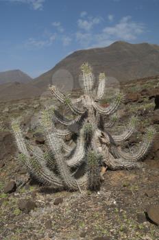 Cardon de Jandia (Euphorbia handiensis). Jandia. Fuerteventura. Canary Islands. Spain.