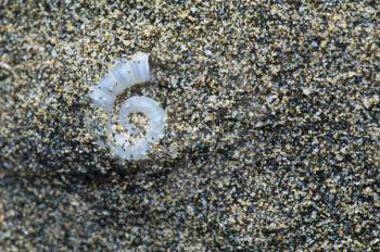 Internal shell of spirula (Spirula spirula). Cofete. Jandia. Fuerteventura. Canary Islands. Spain.