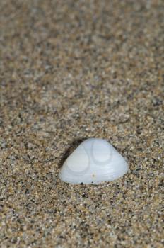 Shell of bivalve wash up on shore. Cofete. Jandia. Fuerteventura. Canary Islands. Spain.