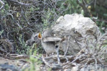 Canary Islands stonechats (Saxicola dacotiae). Female feeding to one of its chicks. Esquinzo ravine. La Oliva. Fuerteventura. Canary Islands. Spain.