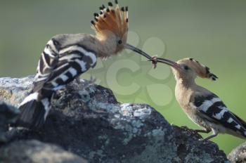 Eurasian hoopoes (Upupa epops). Male giving food to the female. Uga. Yaiza. Lanzarote. Canary Islands. Spain.