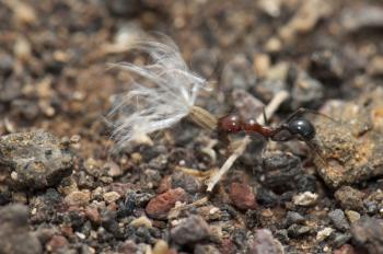 Ant (Messor minor maurus) transporting a seed. Arrecife. Lanzarote. Canary Islands. Spain.
