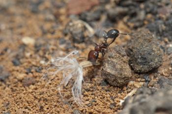 Ant (Messor minor maurus) transporting a seed. Arrecife. Lanzarote. Canary Islands. Spain.