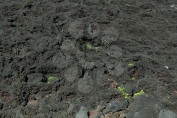Black volcanic rocks and green grass forming a peculiar contrast landscape at Pico, Azores, Portugal