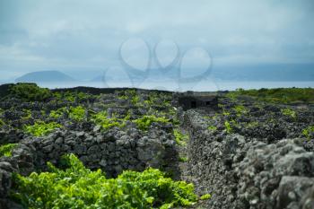 Protected vineyards landscape lajido da ceiacao velha, Pico, Azores, Portugal