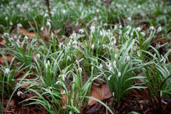Field of snowdrops covered with dew in March at Flora Botanical Garden, Cologne, Germany