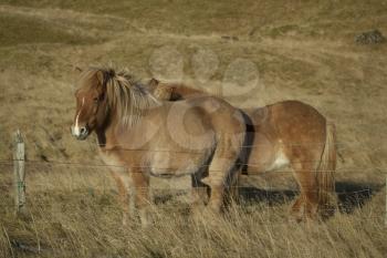The Icelandic horse is a breed of horse developed in Iceland. Although the horses are small, at times pony-sized