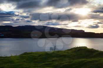 Sheep gazing at sunset, fjords of Lake Bracadale, Scotland, UK