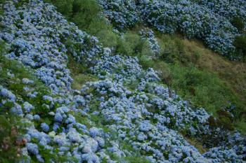 Hortensia bushes on the slopes of Flores, Azores, Portugal