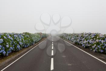 Road framed with hydrangea on a foggy day, Flores, Azores, Portugal