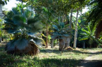 Lush forest lit with sun in the Botanical Garden of Cienfuegos, Cuba