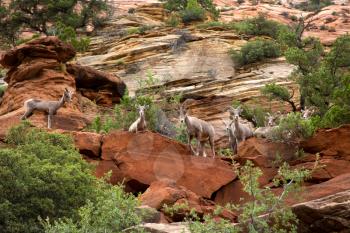 Desert bighorn in the moutain of Zion National Park in Utah, United States