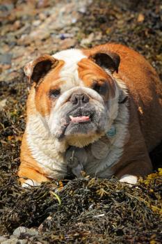 English bulldog sit in weeds on a beach