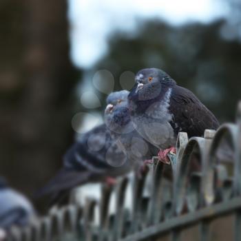 Pigeons standing in a row on a fence
