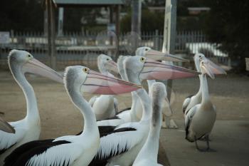 Pelicans begging for food on pier in National park Croajigolong, in Victoria, Australia