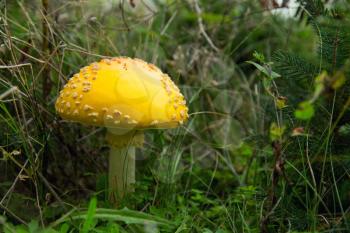 Amanita muscaria, commonly known as the fly agaric or fly amanita, is a mushroom and this one is yellow.